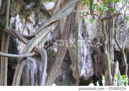 Trees growing on the rocks of the Railay Peninsula, Thailand Trees growing on the rocks of the Railay Peninsula, Thailand 85880224
