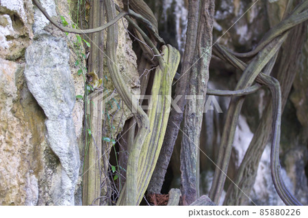 Trees growing on the rocks of the Railay Peninsula, Thailand 85880226