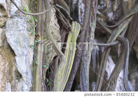 Trees growing on the rocks of the Railay Peninsula, Thailand 85880232