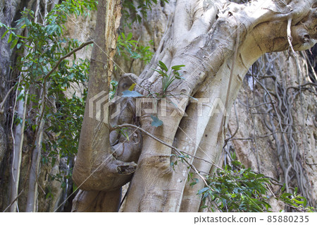 Trees growing on the rocks of the Railay Peninsula, Thailand 85880235