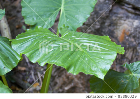 Huge green leaves of various tropical plants 85880329