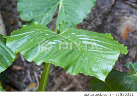 Huge green leaves of various tropical plants Huge green leaves of various tropical plants 85880331