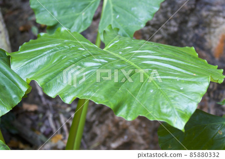 Huge green leaves of various tropical plants Huge green leaves of various tropical plants 85880332
