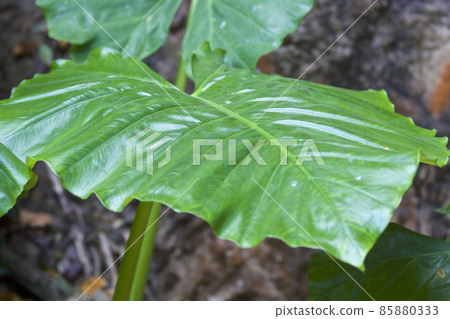 Huge green leaves of various tropical plants Huge green leaves of various tropical plants 85880333
