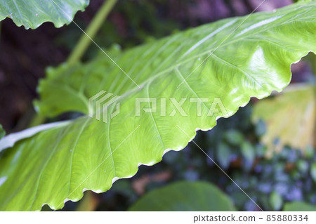 Huge green leaves of various tropical plants Huge green leaves of various tropical plants 85880334