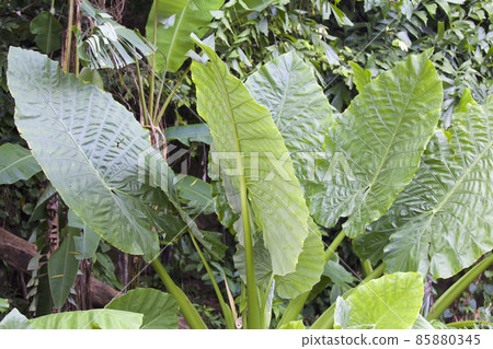 Huge green leaves of various tropical plants Huge green leaves of various tropical plants 85880345