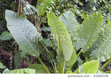 Huge green leaves of various tropical plants 85880346