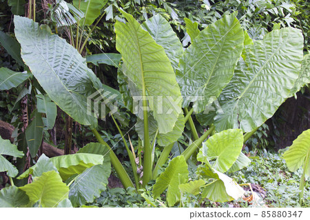 Huge green leaves of various tropical plants Huge green leaves of various tropical plants 85880347
