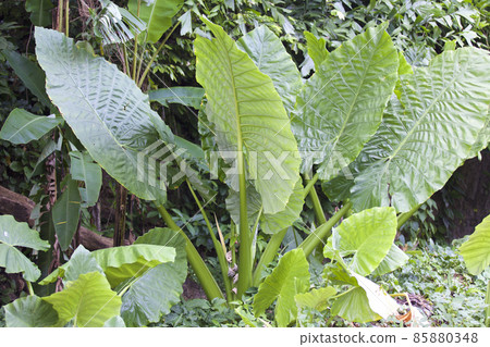 Huge green leaves of various tropical plants 85880348