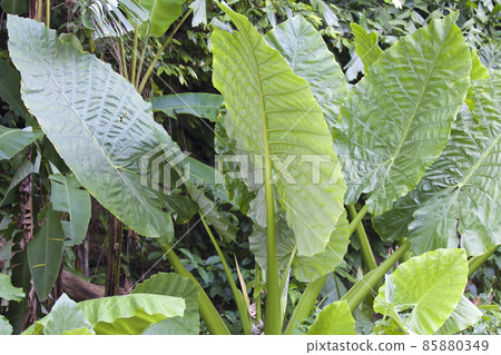 Huge green leaves of various tropical plants Huge green leaves of various tropical plants 85880349