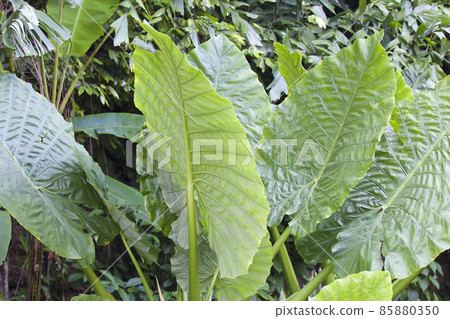 Huge green leaves of various tropical plants Huge green leaves of various tropical plants 85880350
