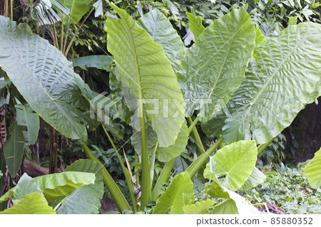 Huge green leaves of various tropical plants Huge green leaves of various tropical plants 85880352