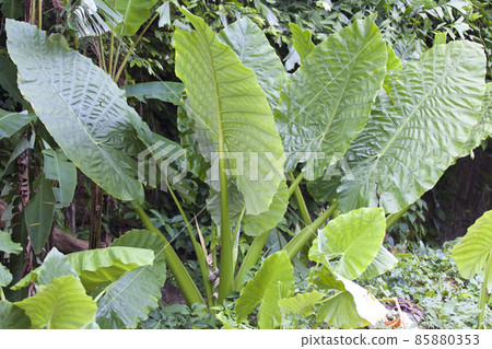 Huge green leaves of various tropical plants 85880353