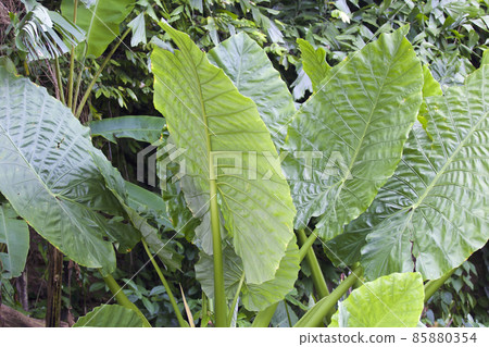 Huge green leaves of various tropical plants Huge green leaves of various tropical plants 85880354