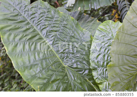 Huge green leaves of various tropical plants Huge green leaves of various tropical plants 85880355