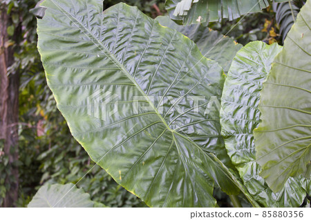 Huge green leaves of various tropical plants Huge green leaves of various tropical plants 85880356