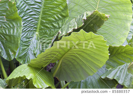 Huge green leaves of various tropical plants Huge green leaves of various tropical plants 85880357