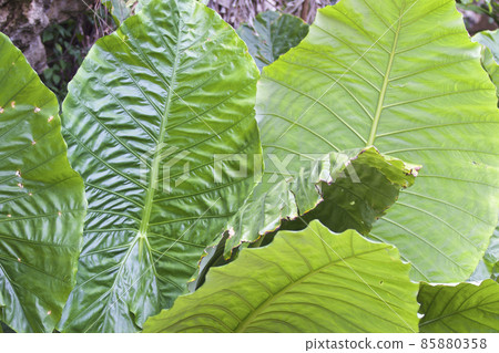 Huge green leaves of various tropical plants 85880358