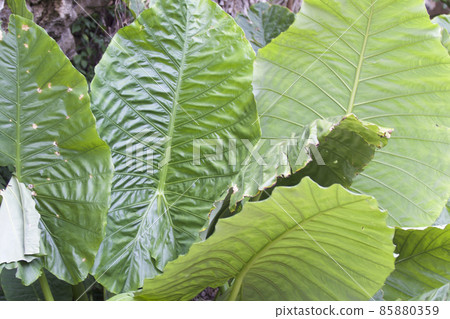 Huge green leaves of various tropical plants Huge green leaves of various tropical plants 85880359
