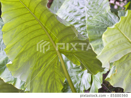 Huge green leaves of various tropical plants Huge green leaves of various tropical plants 85880360