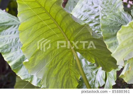 Huge green leaves of various tropical plants Huge green leaves of various tropical plants 85880361