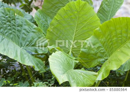 Huge green leaves of various tropical plants Huge green leaves of various tropical plants 85880364