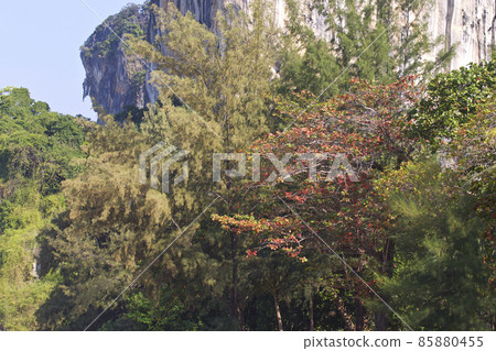 Tropical trees of the Railay Peninsula, Thailand 85880455