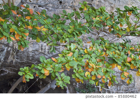 Tropical trees of the Railay Peninsula, Thailand Tropical trees of the Railay Peninsula, Thailand 85880462