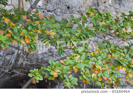 Tropical trees of the Railay Peninsula, Thailand Tropical trees of the Railay Peninsula, Thailand 85880464