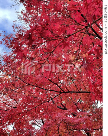 Autumn leaves Autumn leaves 85880465