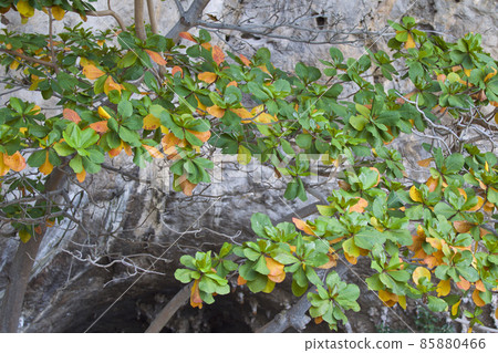 Tropical trees of the Railay Peninsula, Thailand 85880466