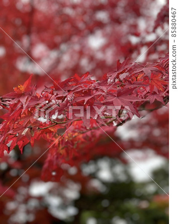 Autumn leaves 85880467