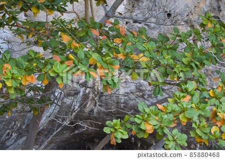 Tropical trees of the Railay Peninsula, Thailand Tropical trees of the Railay Peninsula, Thailand 85880468