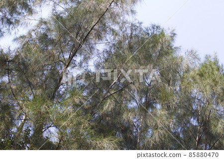 Tropical trees of the Railay Peninsula, Thailand Tropical trees of the Railay Peninsula, Thailand 85880470