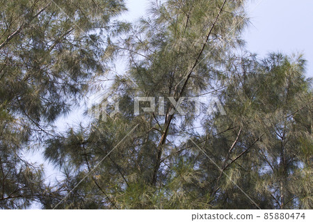 Tropical trees of the Railay Peninsula, Thailand Tropical trees of the Railay Peninsula, Thailand 85880474