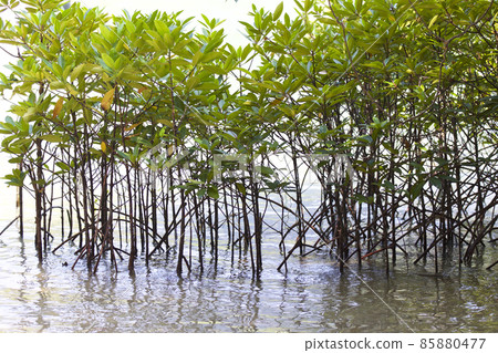 Tropical trees of the Railay Peninsula, Thailand Tropical trees of the Railay Peninsula, Thailand 85880477