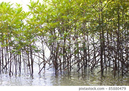 Tropical trees of the Railay Peninsula, Thailand Tropical trees of the Railay Peninsula, Thailand 85880479