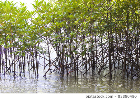 Tropical trees of the Railay Peninsula, Thailand Tropical trees of the Railay Peninsula, Thailand 85880480
