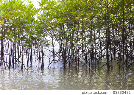 Tropical trees of the Railay Peninsula, Thailand Tropical trees of the Railay Peninsula, Thailand 85880481