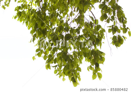 Tropical trees of the Railay Peninsula, Thailand Tropical trees of the Railay Peninsula, Thailand 85880482