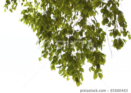Tropical trees of the Railay Peninsula, Thailand Tropical trees of the Railay Peninsula, Thailand 85880483