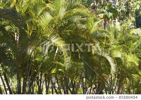 Tropical trees of the Railay Peninsula, Thailand Tropical trees of the Railay Peninsula, Thailand 85880484