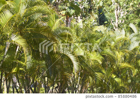 Tropical trees of the Railay Peninsula, Thailand 85880486