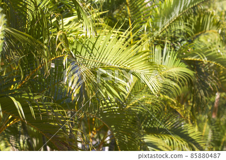 Tropical trees of the Railay Peninsula, Thailand Tropical trees of the Railay Peninsula, Thailand 85880487