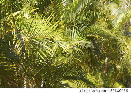 Tropical trees of the Railay Peninsula, Thailand Tropical trees of the Railay Peninsula, Thailand 85880488