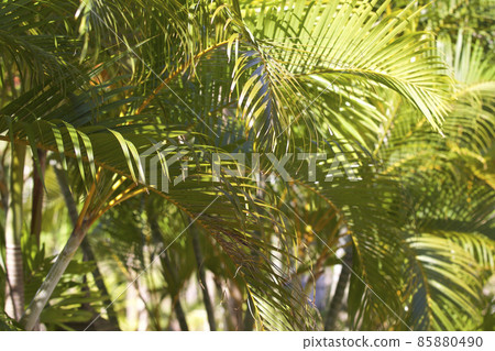 Tropical trees of the Railay Peninsula, Thailand Tropical trees of the Railay Peninsula, Thailand 85880490