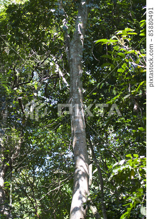 Tropical trees of the Railay Peninsula, Thailand 85880491