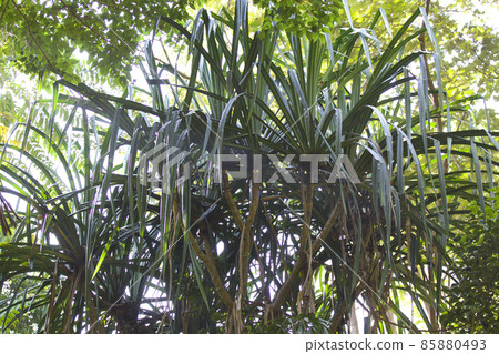 Tropical trees of the Railay Peninsula, Thailand 85880493