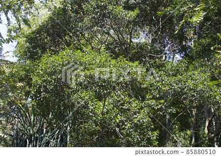 Tropical trees of the Railay Peninsula, Thailand 85880510