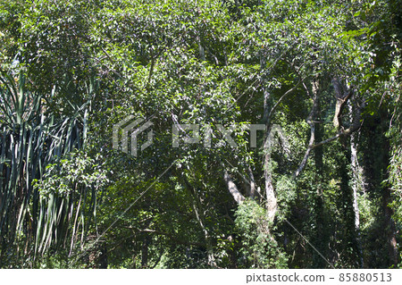 Tropical trees of the Railay Peninsula, Thailand 85880513